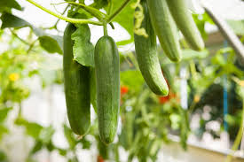 Image result for Cucumis cinereus