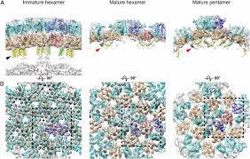 Young beautiful petite woman doing exercises with dumbbell in gym. Structure And Architecture Of Immature And Mature Murine Leukemia Virus Capsids Pnas