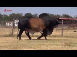 Browse 355 brahman cattle stock photos and images available, or start a new search to explore more stock photos and images. 100 American Brahman Bull Giant American Cattle Breed Bull Big Bulls For Qurbani Bakra Eid 2017 Youtube