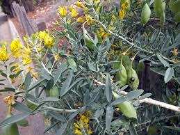 Image result for Cleomaceae