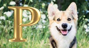 Famous dog names from history & real life these dogs are the pets of well known people, are brand mascots, or have an achievement that they're known for. Dog Names That Start With P Some Awesome Name Ideas For Your Pup