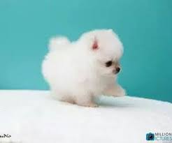 pin na nastenke كلب ميمي