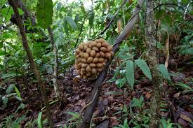 Image result for Triclisia