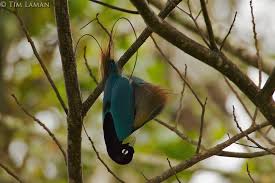 Grey Bird With Blue Black And White Wings Pin En Birds