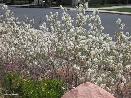 Image result for Amelanchier alnifolia