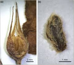 Image result for Rytigynia sp. M