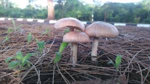#cendawan #hujan #tumbuhan #alam pic.twitter.com/oev968jhmp. Sir Zayn Twitterissa Ibarat Cendawan Tumbuh Selepas Hujan Like Mushrooms Sprouting After The Rain