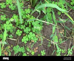 Image result for Marsilea villifolia