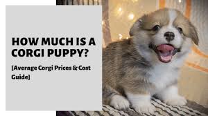 These pembroke welsh corgi puppies are friendly & energetic. How Much Is A Corgi Puppy Average Corgi Prices Cost Guide