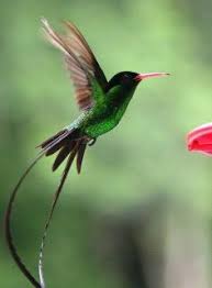 Black Bird With Long Tail And Red Beak Our National Bird The Long Tail Hummingbird Also Known As The Doctor Bird Colibri Hibiscus Animaux
