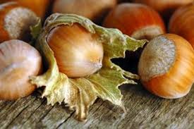 Beaked Hazelnut Tree Planting Hazelnut Trees Hazelnut Tree Berry Plants Trees To Plant