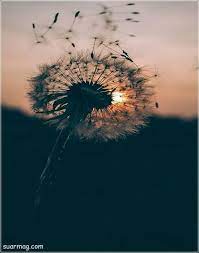 اجمل خلفيات واتس اب 2020 جديدة روعة in 2020 dandelion wallpaper flower backgrounds flower wallpaper