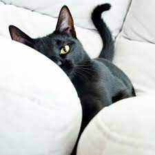 familiar guzel kediler sevimli kediler kedi