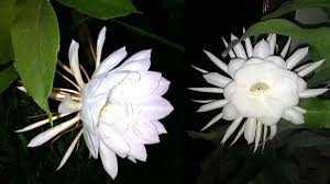 Bunga wijaya kusuma muncul dari tepi daun berupa kuncup yang makin lama makin panjang tangkai bunganya hingga bunga itu menjuntai ke bawah. Manfaat Bunga Wijaya Kusuma Di Balik Mitos Dan Keunikannya Harapan Rakyat Online