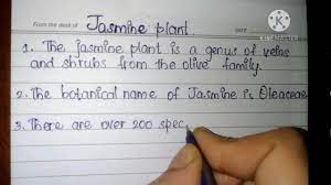 10 Lines On Jasmine Plant In English Youtube