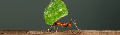 We are a full service company offering a variety of pest management…. Pest Control Richmond Hill Q A P Exterminators Animal Removal Services