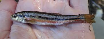 Image result for Dactyladenia gilletii