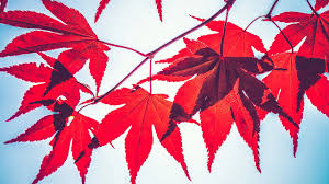 Indie Music Indie Rock Indie Pop Indie Folk Game Forest Photos Fall Images Fall Background