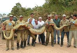 Anaconda Water Boa Largest Snake In The World Giant Animals Big Animals World Biggest Snake