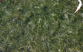 Image result for Hydrilla