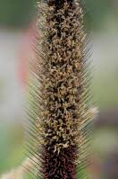 Image result for Cenchrus unisetus