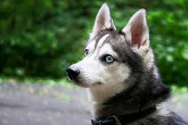 Find the best pet for adoption at the best pet ngo that rescued & sheltered 22,000+ dogs & cats. 161 Mini Husky Photos Free Royalty Free Stock Photos From Dreamstime