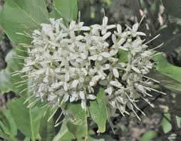 Image result for Pavetta uniflora