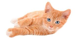 If you're wondering what others have called their kitties, wonder no more. 70 Ginger Cat Names Cute Hilarious Names You Ll Love