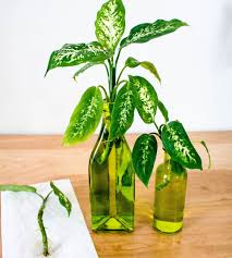 Propagating Dieffenbachia By Cuttings Butterflies And Baubles House Plants Propagating Plants Dumb Cane Plant