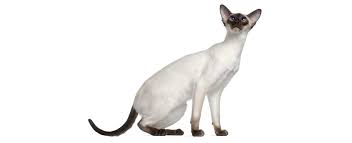 They will follow their companions around and strike up a conversation about everything and anything. Siamese Cat Breed Profile Petfinder