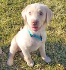 Labrador retriever puppies in california, labrador puppies in las vegas. Silverwaterlabs Pricing We Sell Silver Charcoal Fox Red Labradors
