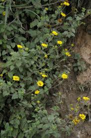 Image result for Anisopappus chinensis