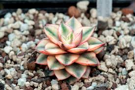 Çiçek açtıran çiçekli bitkiler için sıvı gübre 400 ml ecofer. En Cok Bilinen Cicek Acan 10 Sukulent Cesitleri Cicek Sevdasi