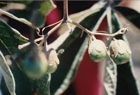 Image result for Vitex doniana