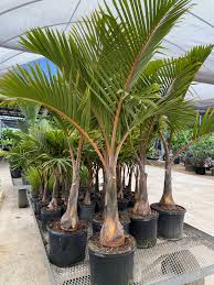 Image result for Dypsis decaryi