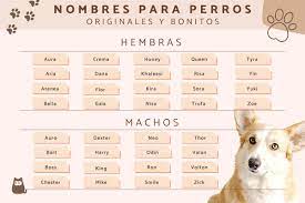 500 Nombres Para Perros Originales Y Bonitos
