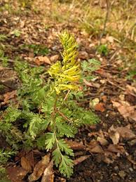 Image result for Corydalis mildbraedii