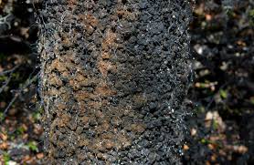 Image result for sooty mould