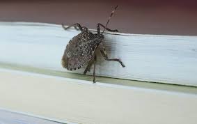 Pesticides are completely useless when it comes to stink bug control. Blog Weird Ways To Kill Stink Bugs