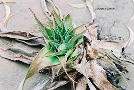 Image result for Whitfieldia brazzae