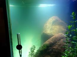 Works continuously to remove deadly ammonia. Bacterial Bloom Cloudy Water Ammonia Nitrite Spike What Do I Do The Fishroom