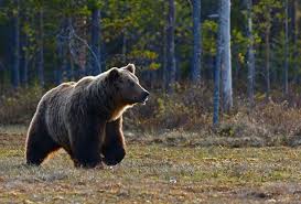 Best Bear Spray To Keep You Safe During A Bear Encounter America S State Parks