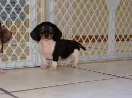 Find dachshund puppies for sale and dogs for adoption. Puppies For Sale Local Breeders Precious Black Tan Miniature Dachshund Puppies For Sale In Atlanta Ga At Puppies For Sale Local Breeders