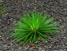 Image result for Eriocaulon schimperi