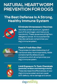 Prevention, infection, treatment (heartwormedu.com), courtesy of merial (merial.com) Best Heartworm Medicine For Dogs