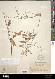 Image result for Marsdenia cynanchoides