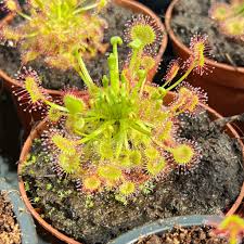 Image result for Drosera dielsiana