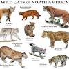 Get this list of safe herbs for your cats to enjoy! Https Encrypted Tbn0 Gstatic Com Images Q Tbn And9gcsld Scoaurgomeapqrcoeazphexzwdy6wsuakesga1oqbysznw Usqp Cau