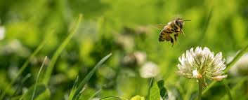 Flowers clustered into clumps of one species will attract more pollinators than individual plants scattered through the habitat patch. Plantlife No Mow May How To Get Ten Times More Bees On Your Lockdown Lawn