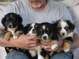 Maybe you would like to learn more about one of these? Carsten S Mini Aussies Of Western Colorado Home Facebook